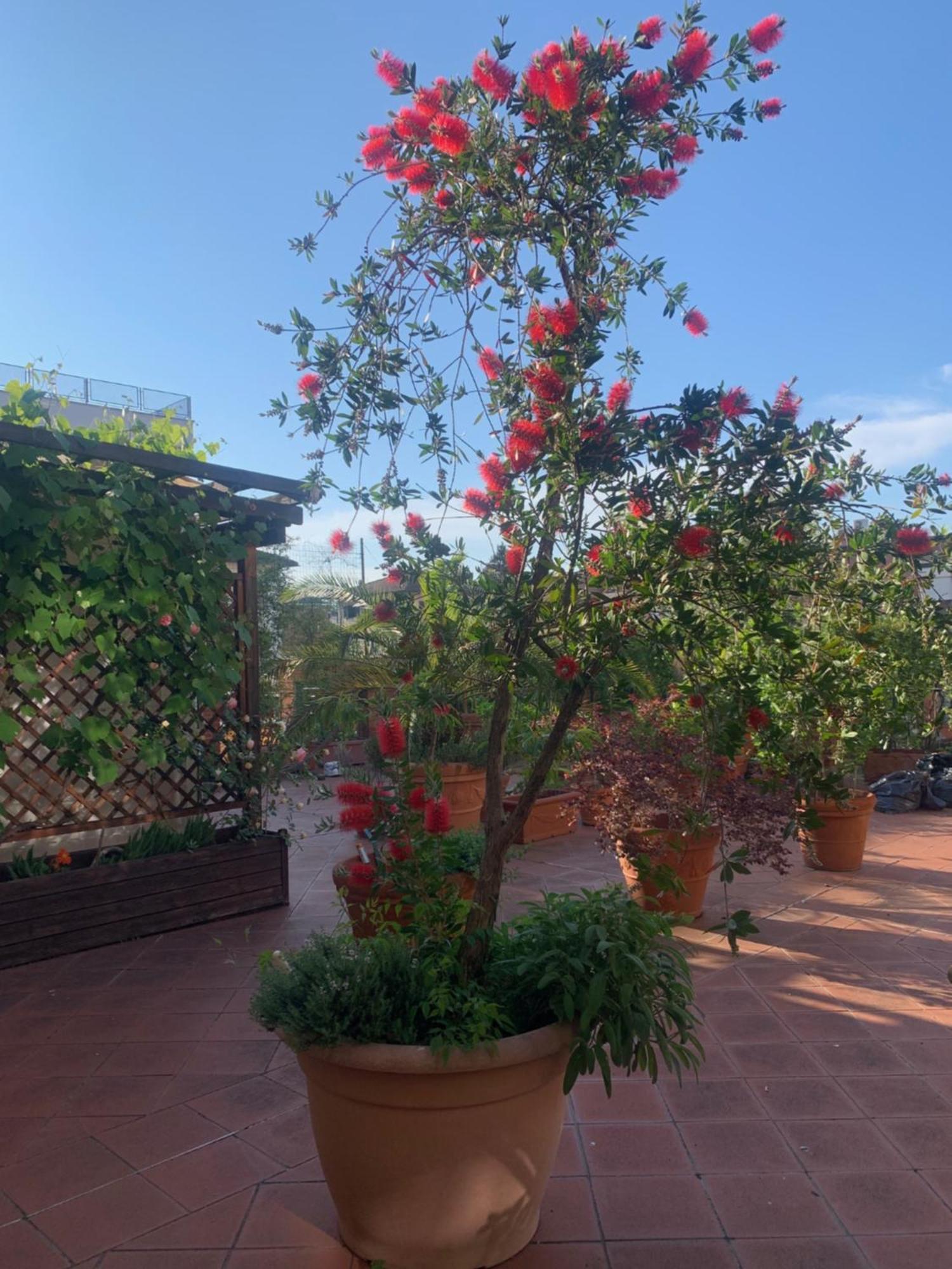 La Terrazza Da Ernestina Apartman Lucca Kültér fotó